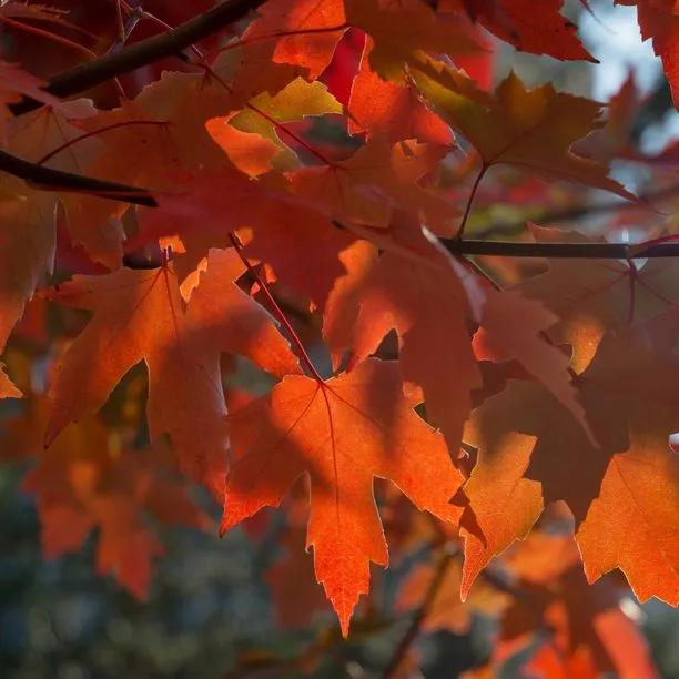 Maple Acer Freemanii Autumn Blaze 1